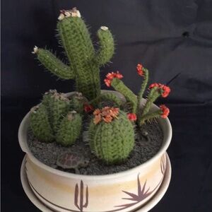Decorative Cactus Planter with Flowers